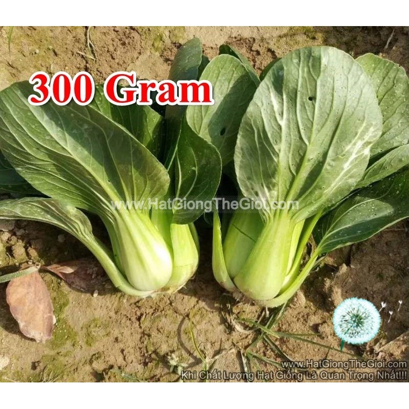 1Gr Hạt Giống Cải Thìa Cọng Xanh F1 To 300Gram TG70