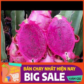 Cây giống Thanh long ruột đỏ Chuẩn giống F1