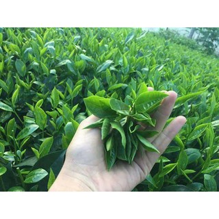 100g Bột Trà Xanh Matcha Nguyên Chất - Cao Cấp NaturalBeauty