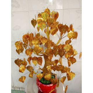 Cây kim tiền. Cây Tài Lộc. Cây lá bồ đề