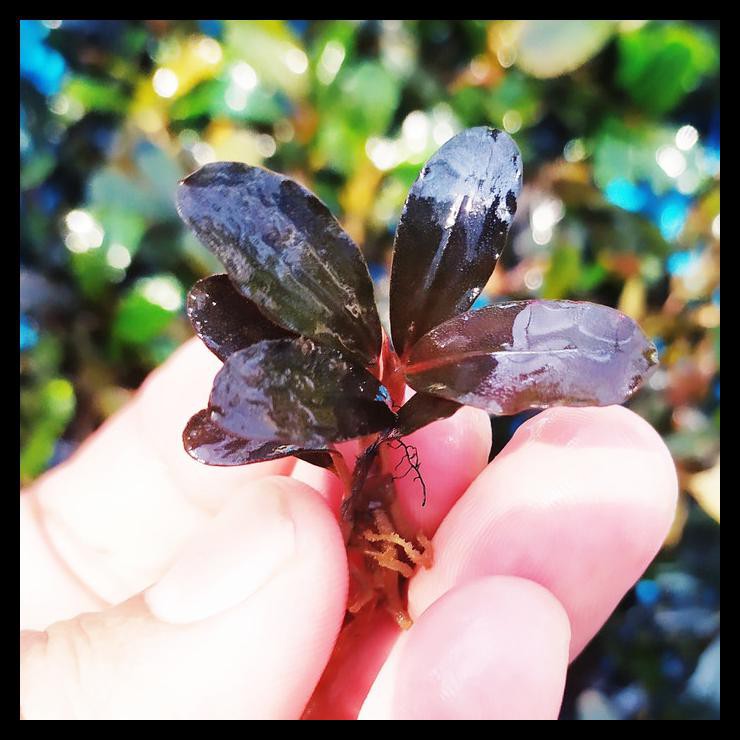 Mô Hình Nữ Hoàng Bucephalandra Sp Pandora