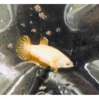 Cá betta rồng vàng mái 15k/con