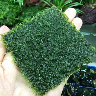 Vỉ Rêu 8x8 Dán Lũa, Đá (CÂY THỦY SINH)