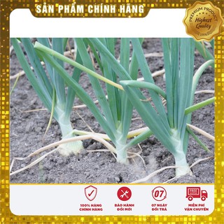 Hạt giống hành Paro F1 - 1gr