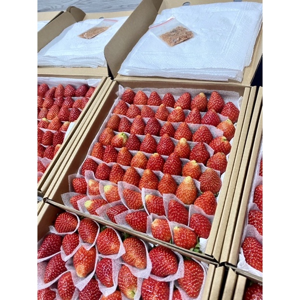 Dâu tây giống Nhật Sky 64 trái. THƠM ĐẬM, NGỌT ngon