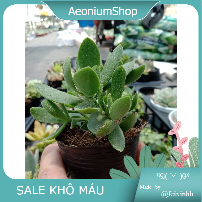 MỘT CHIẾC SEN ĐÁ CÁNH BƯỚM XANH CHẮP CÁNH CHO ƯỚC MƠ CAO BAY XA CHẠY 😌 size mini 8x8 cm đã thuần khí hậu sức sống cao 💪