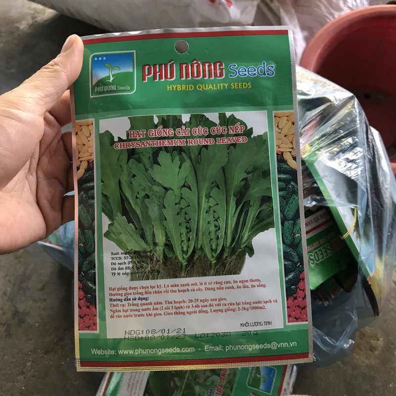 Hạt giống cải cúc nếp LS01
