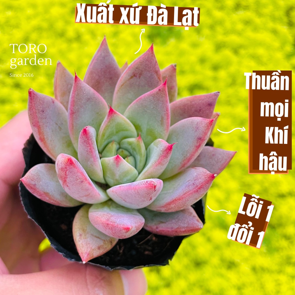 Sen đá mận tím Đà Lạt size bé cây cảnh trang trí nhà cửa Toro garden