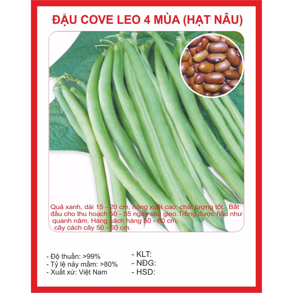  Hạt giống Đậu Cove Leo 4 mùa 50Gram