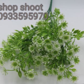 Cành điểm hoa trắng xanh