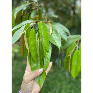 PHÂN BÓN BOSS 1 ĐẠM NANO CAN 5 LÍT