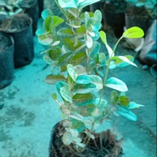 CÂY SIRO GIỐNG