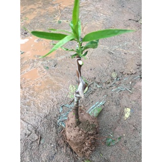 CÂY GIỐNG BẠCH ĐÀO