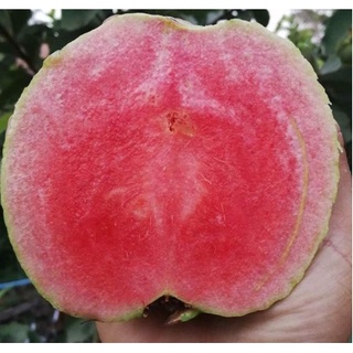 CÂY GIỐNG ỔI  RUỘT HỒNG  RUBI