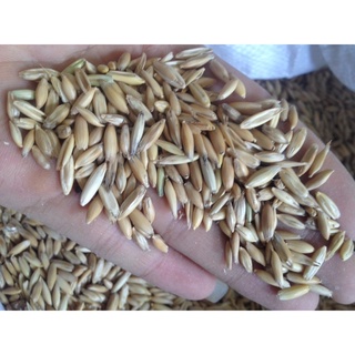 Yến mạch nguyên vỏ 1kg