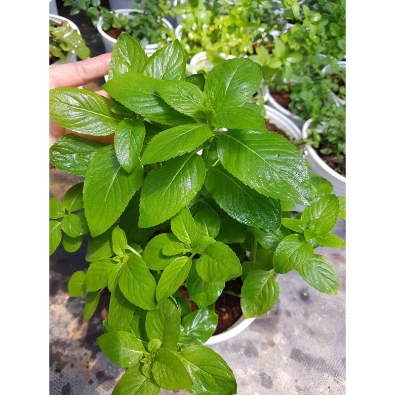 BẠC HÀ PHÁP  - DÙNG CHIẾT TÁCH TINH DẦU