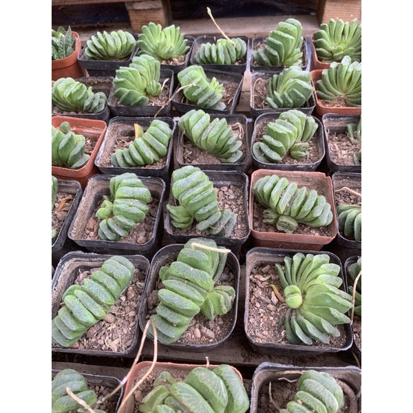 Sen đá quạt ngọc - haworthia - 🍀Sen Đá Nhà Kem 🍨