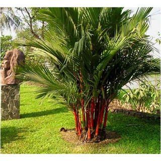 Cây 🌲 Cau đỏ 1m8... bụi to... nhiều cây thân đỏ