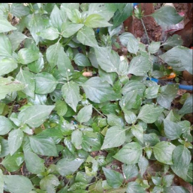 Combo cây mảnh cộng
