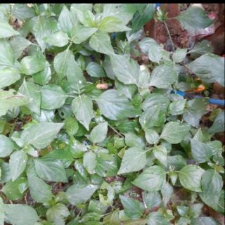 Combo cây mảnh cộng