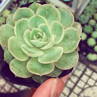 Sen đá Ngọc bích