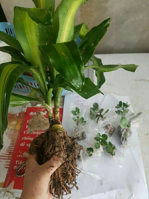 Thiết mộc lan