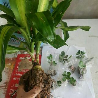 Thiết mộc lan( còn hàng)