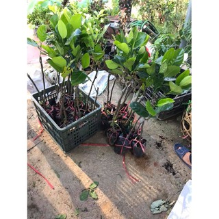 Cây giống mít thái siêu sớm