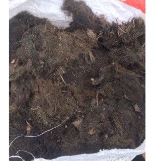 Rễ Bèo lục bình ( bèo Tây) giữ ẩm gốc cây, triết cành...