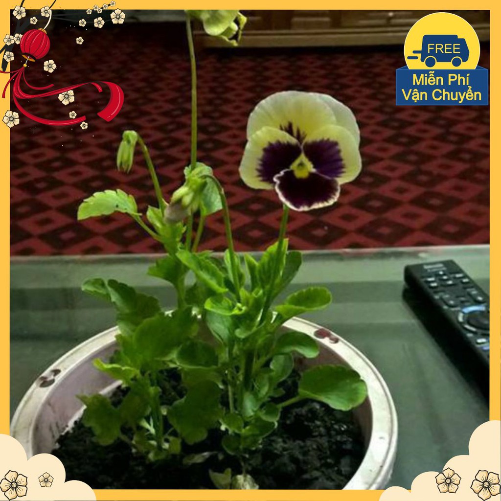 Hạt Giống Hoa Pansy Mix