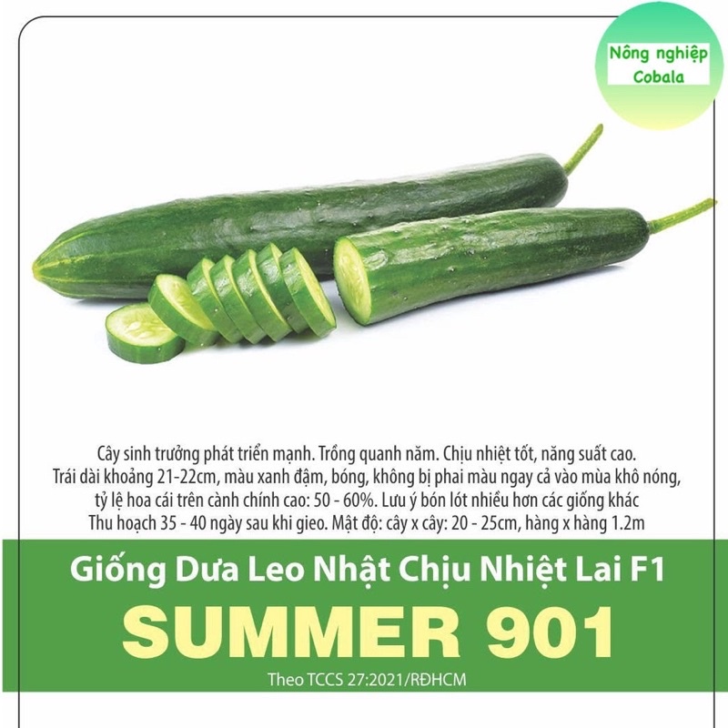 Hạt Giống Dưa Leo Summer Chịu Nhiệt 901