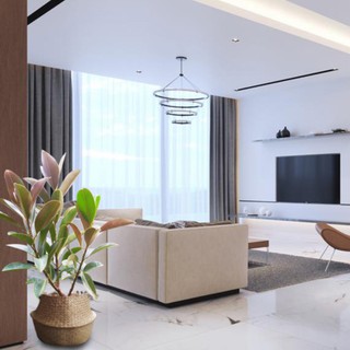 Cây Đa Búp Đỏ