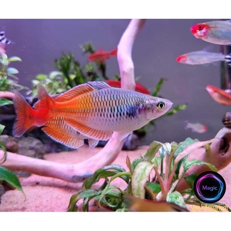 Đèn Thuỷ Sinh WRGB uvA 5054 SMD  - Magic Led Lighting