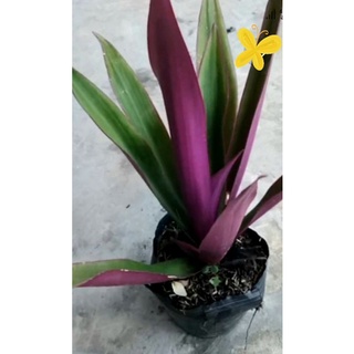 cây sò huyết. cây lẻ bạn