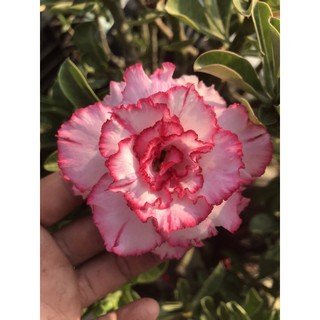 sứ thái ghép thiên hương (gửi cây như hình)