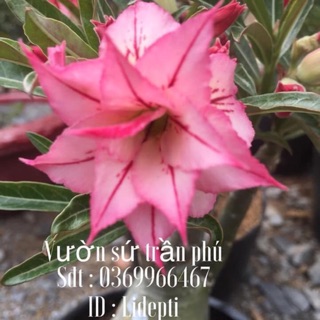Hoa su Liberty