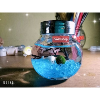 combo lọ tròn marimo phụ kiện trang trí