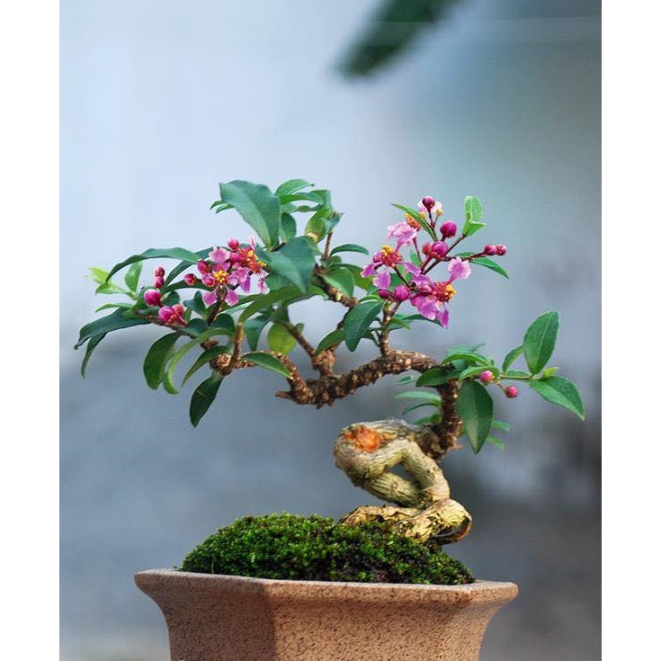 Chậu Hồng Ngọc Mai ( làm bonsai mini )