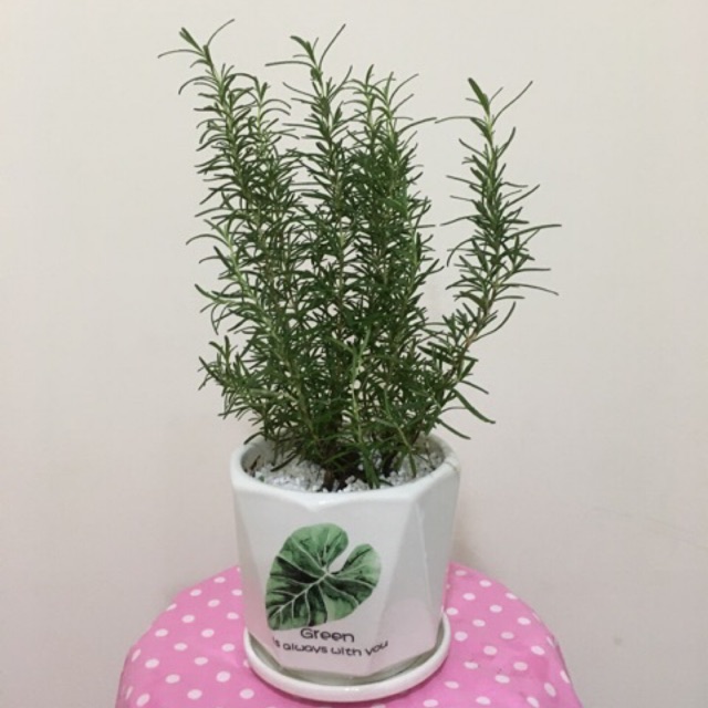 Rosemary - cây hương thảo (size trung gồm chậu )