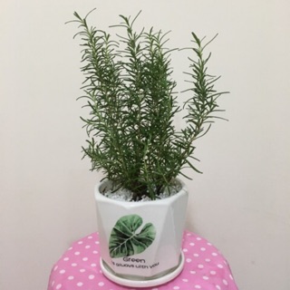 Rosemary - cây hương thảo (size trung gồm chậu )