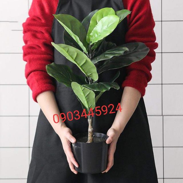 Cây bàng Singapore 1 nhánh cao 70cm không kèm chậu -Cây giả