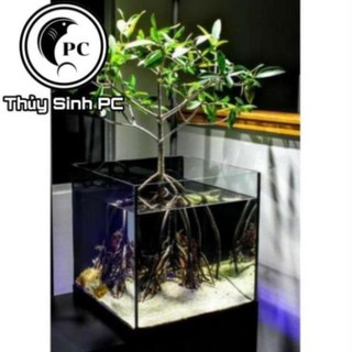 Thủy sinh - cây thủy sinh - đước - biotope - bán cạn , thủy sinh độc lạ
