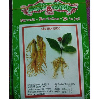 Bộ 3 gói hạt giống nhân sâm Hàn Quốc - Tặng 1 gói thuốc kích thích nảy mầm