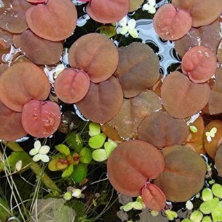 combox5 Bèo rễ đỏ