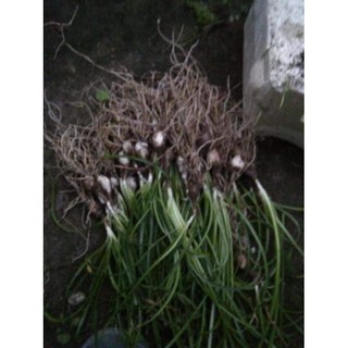 1 củ huệ mưa màu trắng