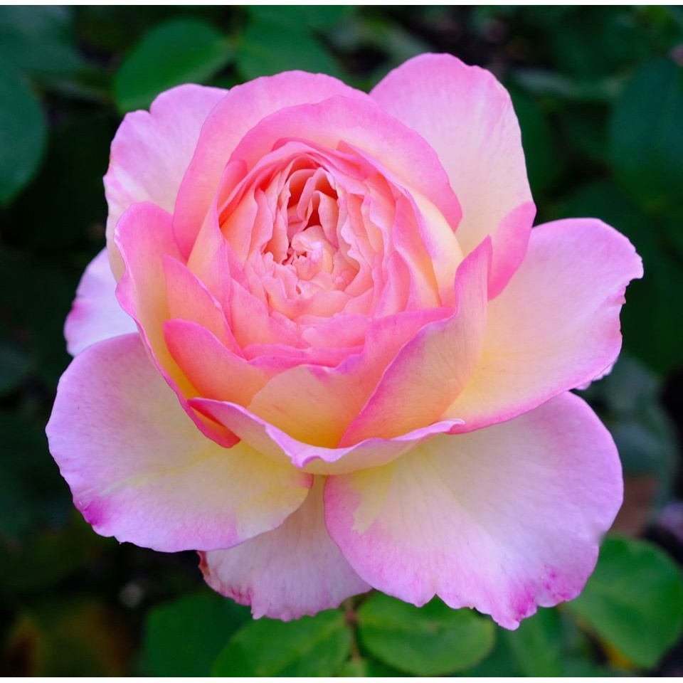 Phân bón hữu cơ Vi lượng cho hoa hồng EDTA, cây kiểng,rau sạch giúp lá cây xanh, hết bệnh vàng lá gân xanh