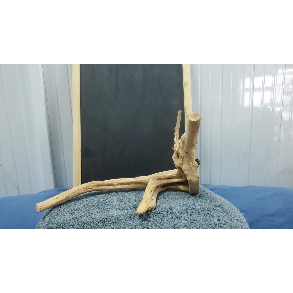 Lũa đỗ quyên mua theo kg-Aqua__boy