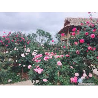 Cây hoa hồng cổ sapa thân tree