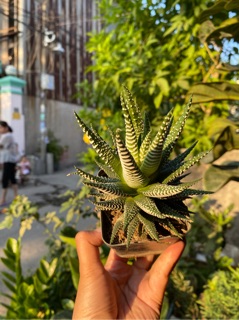 CÂY MÓNG RỒNG LỚN