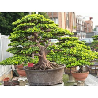 Sản phẩm CÂY GIỐNG CÂY VẠN NIÊN TÙNG KIM CƯƠNG BONSAI TRƯỜNG THỌ + Tặng (0,3kg) phân hữu cơ cao cấp